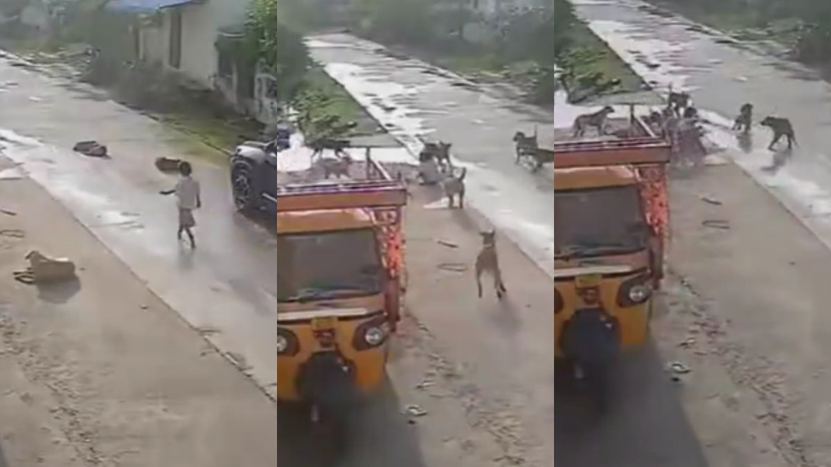 7 साल की बच्ची को करीब एक दर्जन आवारा कुत्तों ने घेरकर नोंचा, तस्वीरें देखकर सहम जाएंगे