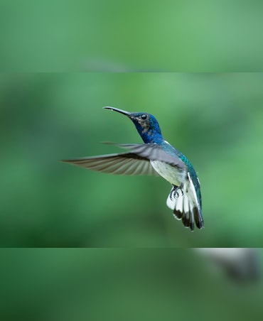 Secrets Behind Efficient Bird Flight