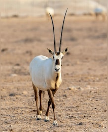 5 Rare Animals Found In Middle East