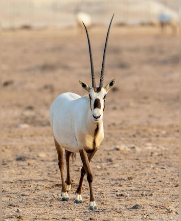 5 Rare Animals Found In Middle East