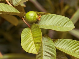 बासी मुंह अमरूद के पत्ते चबाने से क्या होता है? फायदे जान आज से शुरू कर देंगे खाना