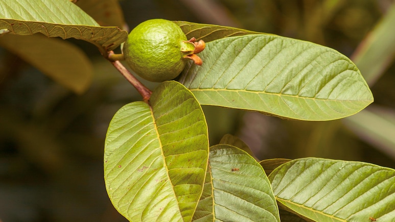 बासी मुंह अमरूद के पत्ते चबाने से क्या होता है? फायदे जान आज से शुरू कर देंगे खाना