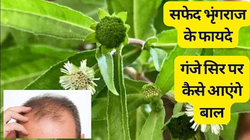 बहुत दुर्लभ है सफेद भृंगराज, एक बार बालों में लग गया तो कभी नहीं गिरेगा बाल, गंजे सिर पर आएंगे बाल