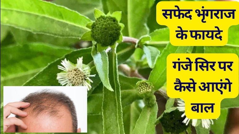 बहुत दुर्लभ है सफेद भृंगराज, एक बार बालों में लग गया तो कभी नहीं गिरेगा बाल, गंजे सिर पर आएंगे बाल