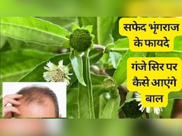 बहुत दुर्लभ है सफेद भृंगराज, एक बार बालों में लग गया तो कभी नहीं गिरेगा बाल, गंजे सिर पर आएंगे बाल बहुत दुर्लभ है सफेद भृंगराज, एक बार बालों में लग गया तो कभी नहीं गिरेगा बाल, गंजे सिर पर आएंगे बाल