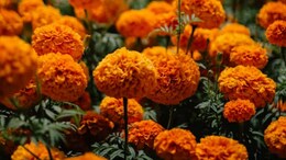 Climate Crisis Threatens Mexico's Day Of The Dead Marigold Flowers