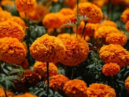 Climate Crisis Threatens Mexico's Day Of The Dead Marigold Flowers Climate Crisis Threatens Mexico's Day Of The Dead Marigold Flowers