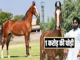 पुष्कर मेले में ये घोड़ी 1 करोड़ में क्यों बिक रही? खासियतें जानकर तुरंत खरीद लेगा शौकीन अमीर आदमी पुष्कर मेले में ये घोड़ी 1 करोड़ में क्यों बिक रही? खासियतें जानकर तुरंत खरीद लेगा शौकीन अमीर आदमी