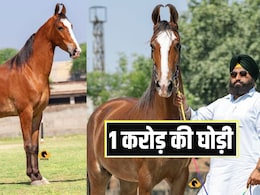 पुष्कर मेले में ये घोड़ी 1 करोड़ में क्यों बिक रही? खासियतें जानकर तुरंत खरीद लेगा शौकीन अमीर आदमी पुष्कर मेले में ये घोड़ी 1 करोड़ में क्यों बिक रही? खासियतें जानकर तुरंत खरीद लेगा शौकीन अमीर आदमी