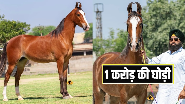 पुष्कर मेले में ये घोड़ी 1 करोड़ में क्यों बिक रही? खासियतें जानकर तुरंत खरीद लेगा शौकीन अमीर आदमी पुष्कर मेले में ये घोड़ी 1 करोड़ में क्यों बिक रही? खासियतें जानकर तुरंत खरीद लेगा शौकीन अमीर आदमी