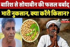 Heavy Rain in MP: Soyabean की फसल बर्बाद, किसानों ने कर दी ये मांग | Farmers | Damage Crop | Flood Heavy Rain in MP: Soyabean की फसल बर्बाद, किसानों ने कर दी ये मांग | Farmers | Damage Crop | Flood