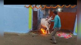 यहां जलती आग के ऊपर से गाय, बैल, भैंस को कुदाते हैं ग्रामीण, जानिए हर साल क्यों निभाई जाती है ये परंपरा&nbsp;?
