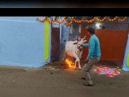 यहां जलती आग के ऊपर से गाय, बैल, भैंस को कुदाते हैं ग्रामीण, जानिए हर साल क्यों निभाई जाती है ये परंपरा ? यहां जलती आग के ऊपर से गाय, बैल, भैंस को कुदाते हैं ग्रामीण, जानिए हर साल क्यों निभाई जाती है ये परंपरा ?