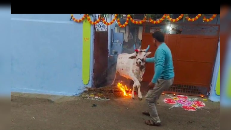 यहां जलती आग के ऊपर से गाय, बैल, भैंस को कुदाते हैं ग्रामीण, जानिए हर साल क्यों निभाई जाती है ये परंपरा ? यहां जलती आग के ऊपर से गाय, बैल, भैंस को कुदाते हैं ग्रामीण, जानिए हर साल क्यों निभाई जाती है ये परंपरा ?