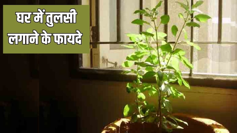 घर के अंदर तुलसी का पेड़ लगाने से क्या होता है? आयुर्वेदिक डॉक्टर ने बताए 4 जबरदस्त फायदे