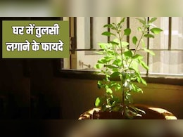 घर के अंदर तुलसी का पेड़ लगाने से क्या होता है? आयुर्वेदिक डॉक्टर ने बताए 4 जबरदस्त फायदे घर के अंदर तुलसी का पेड़ लगाने से क्या होता है? आयुर्वेदिक डॉक्टर ने बताए 4 जबरदस्त फायदे