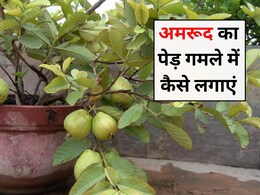 Home Gardening: घर में अमरूद का पेड़ कैसे लगाएं, मिट्टी और गमला घर लाने से पहले पता होनी चाहिए ये बातें