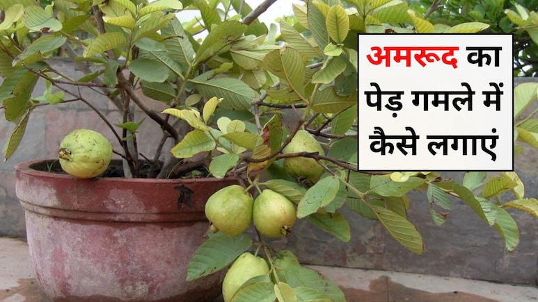 Home Gardening: घर में अमरूद का पेड़ कैसे लगाएं, मिट्टी और गमला घर लाने से पहले पता होनी चाहिए ये बातें