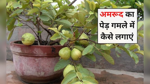 अमरूद का पेड़ कैसे लगाना चाहिए? अमरूद का पेड़ कितने दिन में तैयार होता है, जान‍िए यहां पर