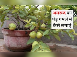 अमरूद का पेड़ कैसे लगाना चाहिए? अमरूद का पेड़ कितने दिन में तैयार होता है, जानिए यहां पर अमरूद का पेड़ कैसे लगाना चाहिए? अमरूद का पेड़ कितने दिन में तैयार होता है, जानिए यहां पर