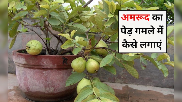 अमरूद का पेड़ कैसे लगाना चाहिए? अमरूद का पेड़ कितने दिन में तैयार होता है, जानिए यहां पर अमरूद का पेड़ कैसे लगाना चाहिए? अमरूद का पेड़ कितने दिन में तैयार होता है, जानिए यहां पर