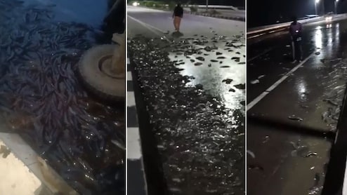 सड़क हर तरफ फैली लाखों की मछलियों को देख...टूट पड़ी पब्लिक, लूटने के लिए बाल्टियां लेकर दौड़े