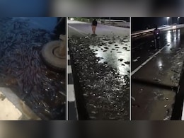 सड़क हर तरफ फैली लाखों की मछलियों को देख...टूट पड़ी पब्लिक, लूटने के लिए बाल्टियां लेकर दौड़े सड़क हर तरफ फैली लाखों की मछलियों को देख...टूट पड़ी पब्लिक, लूटने के लिए बाल्टियां लेकर दौड़े