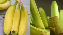 Banana For Weight Loss: पके या कच्चे केले, वजन घटाने के लिए कौन सा ज्यादा फायदेमंद