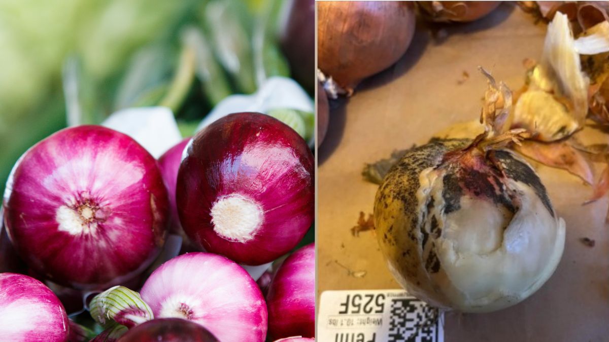 Why Are Onions Covered In Black Mould These Days And Are They Safe To Eat?