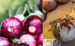 Why Are Onions Covered In Black Mould These Days And Are They Safe To Eat?