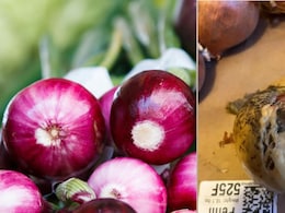 Why Are Onions Covered In Black Mould These Days And Are They Safe To Eat? Why Are Onions Covered In Black Mould These Days And Are They Safe To Eat?