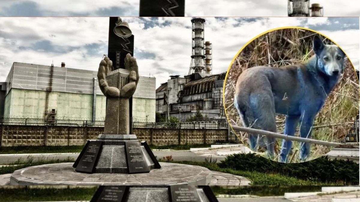 एक ऐसी रहस्यमयी जगह...जहां अचानक से नीले पड़ने लगे कुत्ते, वैज्ञानिक भी हैं हैरान!