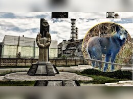 एक ऐसी रहस्यमयी जगह...जहां अचानक से नीले पड़ने लगे कुत्ते, वैज्ञानिक भी हैं हैरान!