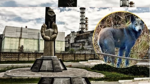 एक ऐसी रहस्यमयी जगह...जहां अचानक से नीले पड़ने लगे कुत्ते, वैज्ञानिक भी हैं हैरान!