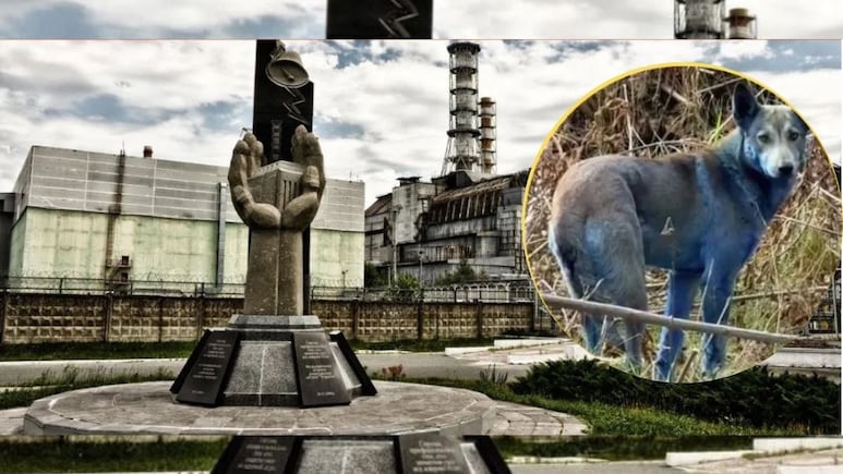 एक ऐसी रहस्यमयी जगह...जहां अचानक से नीले पड़ने लगे कुत्ते, वैज्ञानिक भी हैं हैरान! एक ऐसी रहस्यमयी जगह...जहां अचानक से नीले पड़ने लगे कुत्ते, वैज्ञानिक भी हैं हैरान!