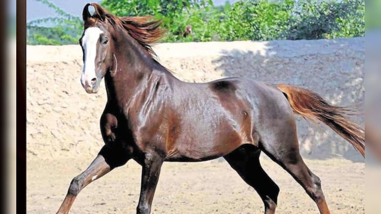 पुष्कर मेले में दिखा 15 करोड़ का घोड़ा, जानें कौन सी है सबसे महंगी नस्ल