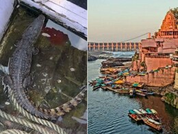 ओंकारेश्वर में फिर दिखा मगरमच्छ! नाविकों ने नर्मदा घाट से किया रेस्क्यू, वन विभाग को सौंपा ओंकारेश्वर में फिर दिखा मगरमच्छ! नाविकों ने नर्मदा घाट से किया रेस्क्यू, वन विभाग को सौंपा