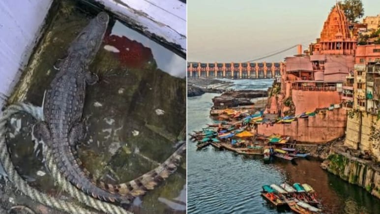 ओंकारेश्वर में फिर दिखा मगरमच्छ! नाविकों ने नर्मदा घाट से किया रेस्क्यू, वन विभाग को सौंपा ओंकारेश्वर में फिर दिखा मगरमच्छ! नाविकों ने नर्मदा घाट से किया रेस्क्यू, वन विभाग को सौंपा