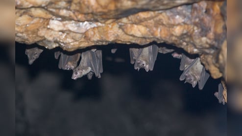 वैज्ञानिकों ने ब्राज़ील में चमगादड़ों में कोविड जैसे नए वायरस का पता लगाया