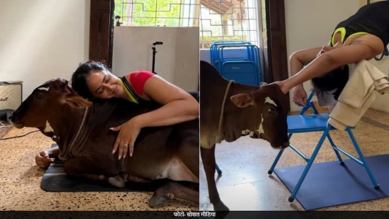 बॉलीवुड की इस एक्ट्रेस ने पाली गाय ? बछड़े संग योगा करती आईं नजर बॉलीवुड की इस एक्ट्रेस ने पाली गाय ? बछड़े संग योगा करती आईं नजर