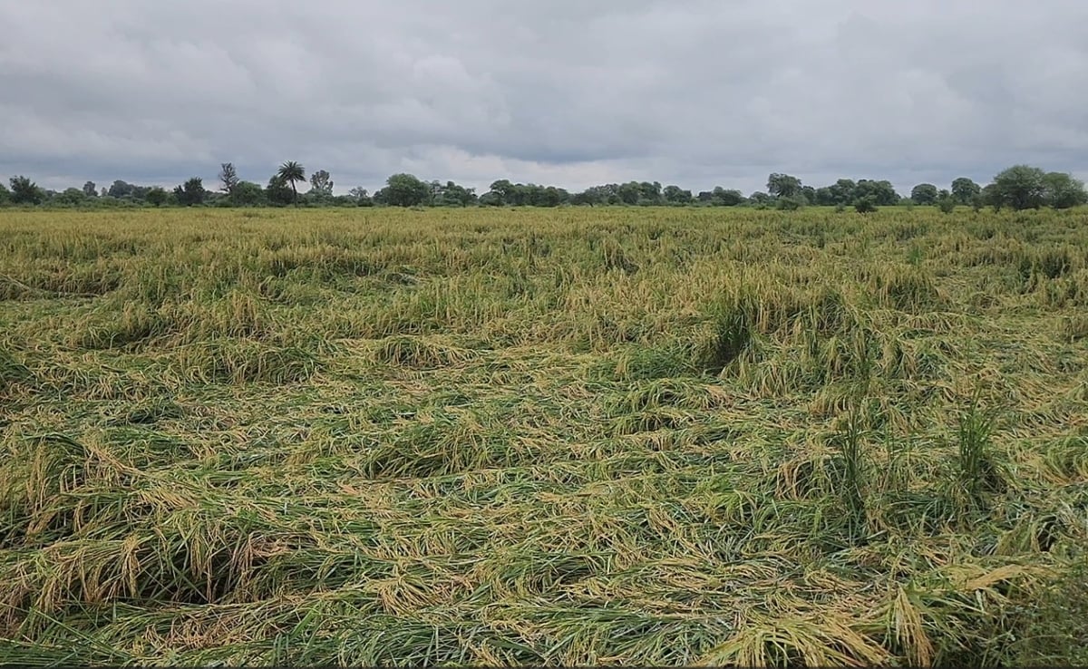 उत्तर प्रदेश के झांसी में बेमौसम बारिश से धान की फसल को हुआ नुकसान.  उत्तर प्रदेश के झांसी में बेमौसम बारिश से धान की फसल को हुआ नुकसान.