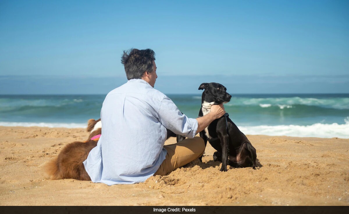 Chinese Man's Therapy Dogs Help Children with Autism and Depression