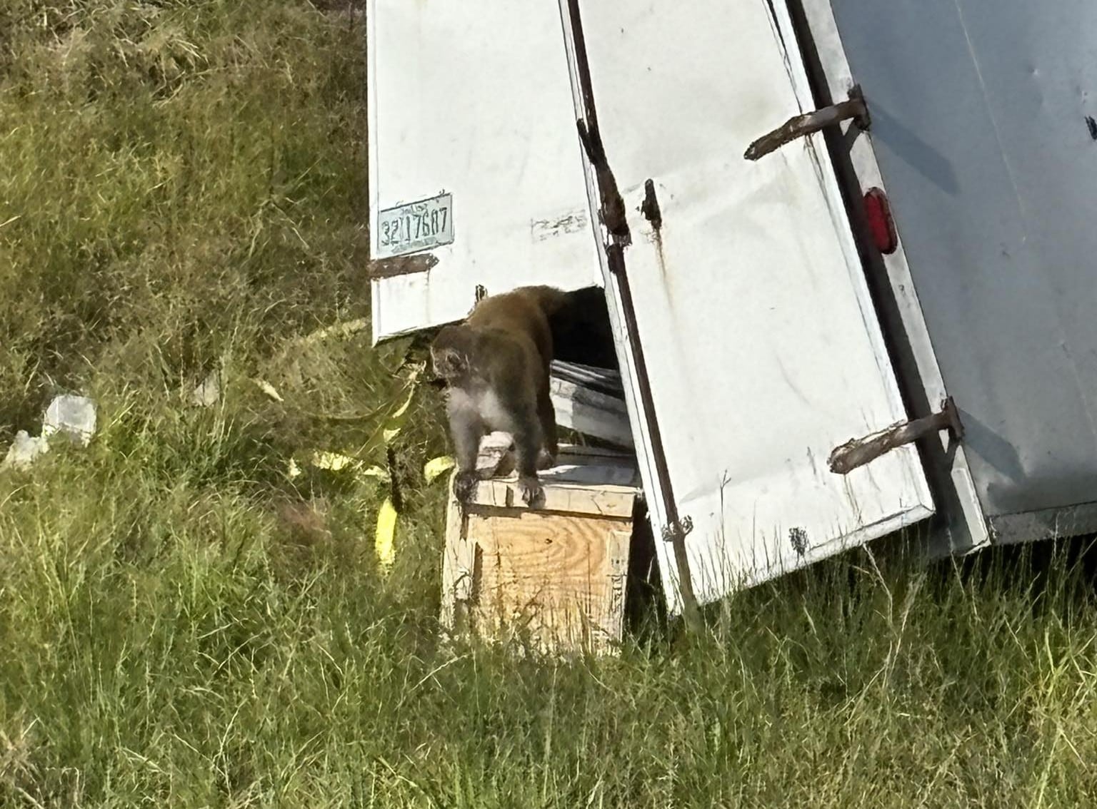 Virus-Carrying Monkeys Escape In Mississippi, Public Told To Stay Away