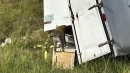 Virus-Carrying Monkeys Escape In Mississippi, Public Told To Stay Away