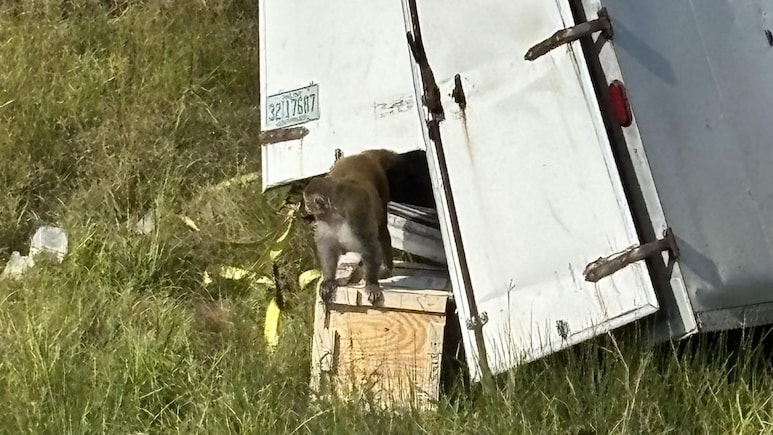 Virus-Carrying Monkeys Escape In Mississippi, Public Told To Stay Away