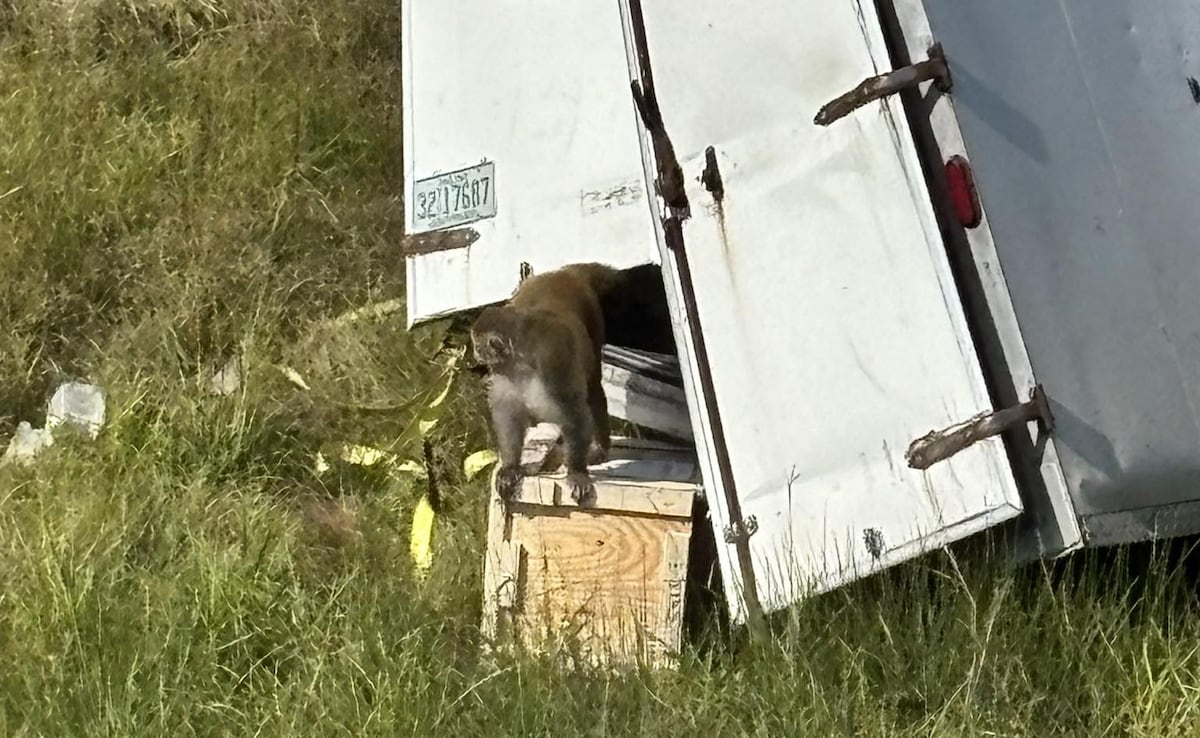 Virus-Carrying Monkeys Escape In Mississippi, Public Told To Stay Away