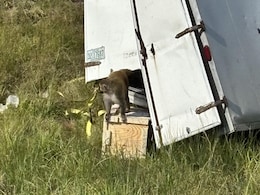 Virus-Carrying Monkeys Escape In Mississippi, Public Told To Stay Away Virus-Carrying Monkeys Escape In Mississippi, Public Told To Stay Away