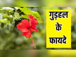 गुड़हल की पत्ती खाने से क्या लाभ होता है? Nityanandam Shree ने बताया कैसे करें गुड़हल का इस्तेमाल गुड़हल की पत्ती खाने से क्या लाभ होता है? Nityanandam Shree ने बताया कैसे करें गुड़हल का इस्तेमाल