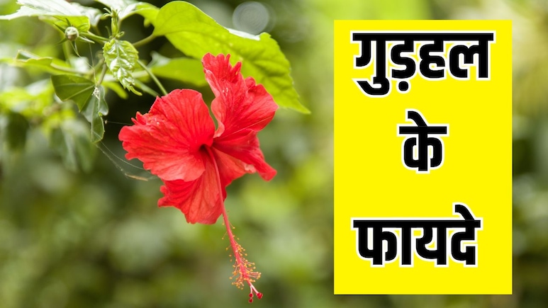 गुड़हल की पत्ती खाने से क्या लाभ होता है? Nityanandam Shree ने बताया कैसे करें गुड़हल का इस्तेमाल गुड़हल की पत्ती खाने से क्या लाभ होता है? Nityanandam Shree ने बताया कैसे करें गुड़हल का इस्तेमाल