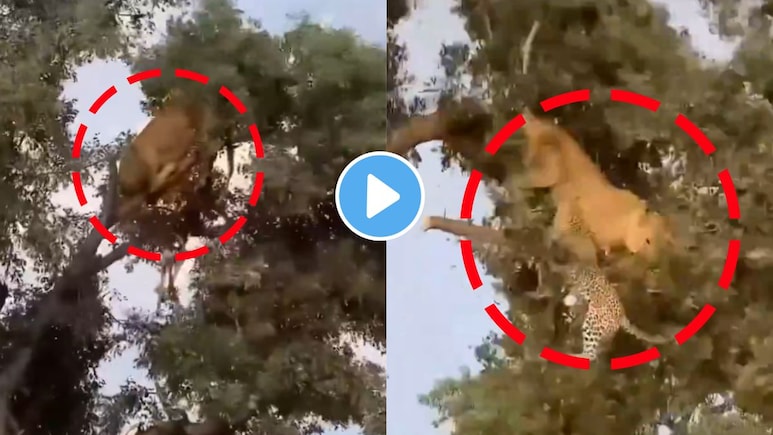 झुकेगा नही..उंच झाडावर बिबट्याने सिंहाला फोडला घाम,  फांदी तुटताच गेम पलटला, Video पाहून लोटपोट हसाल